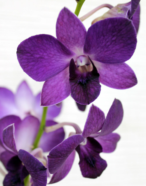 Orquídeas Denphalen | Primavera Garden Center