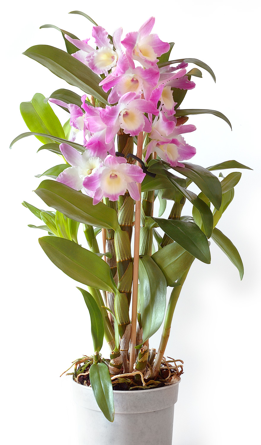 Orquídeas Denphalen | Primavera Garden Center