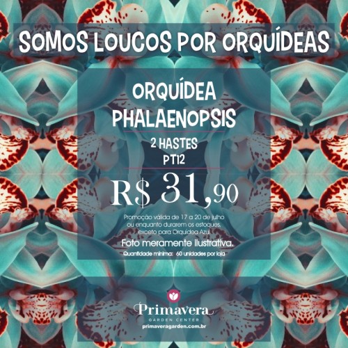 loucos por orquideas