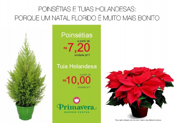 POINSETIA E TUIA