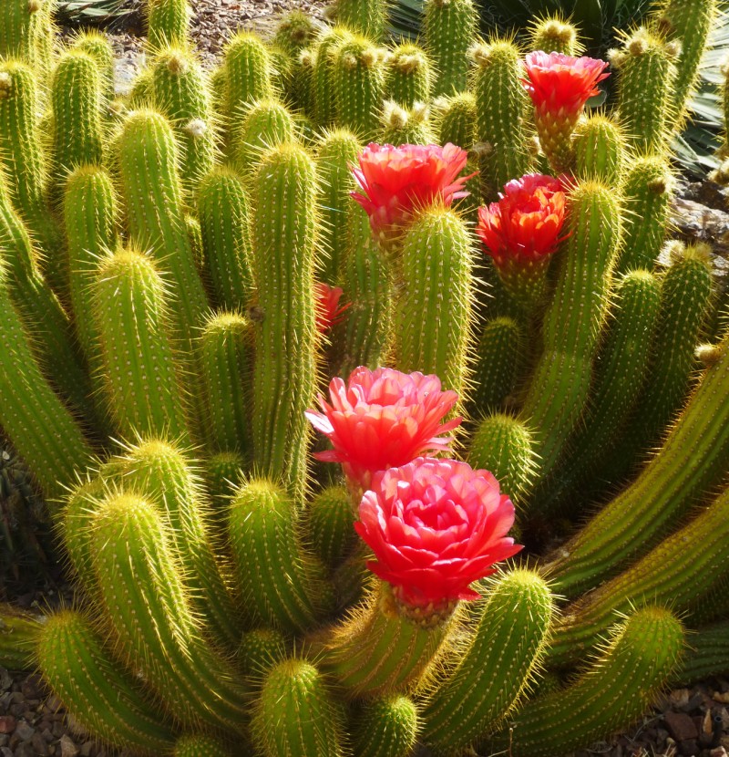 Cactus amarelo? | Primavera Garden Center