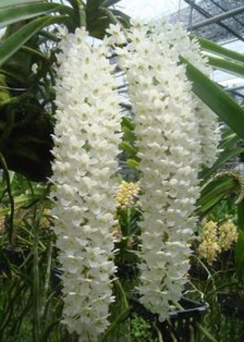 Vanda, a orquídea fabulosa | Primavera Garden Center